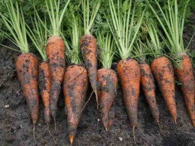 Falling Hard for Urban Farming Image